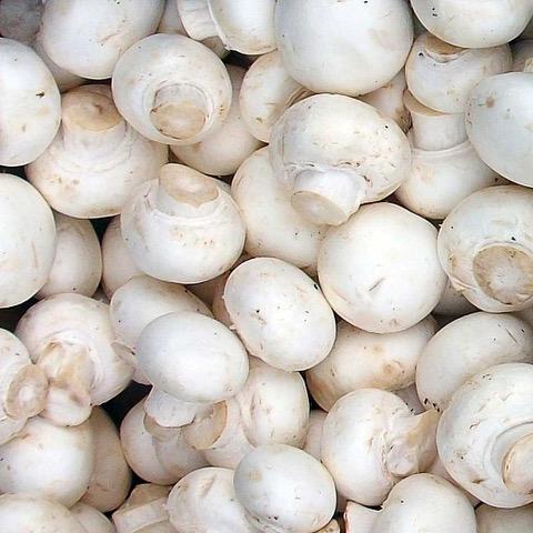 champignon3_1024x1024_2x.jpg